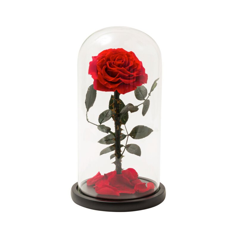 forever red rose in glass dome no box