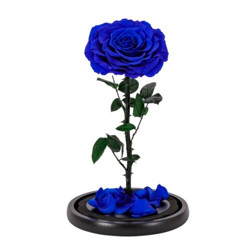 forever rose in dome blue