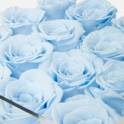 blue forever roses