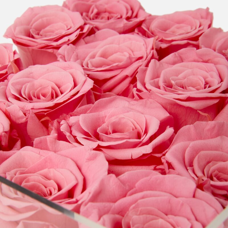 pink eternity roses