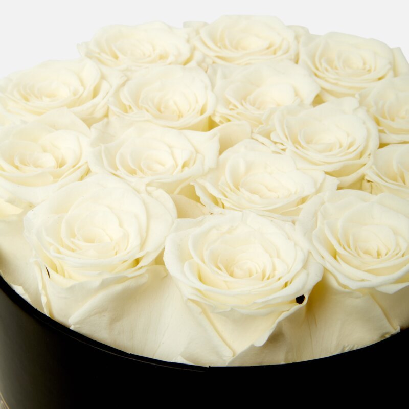 white forever roses