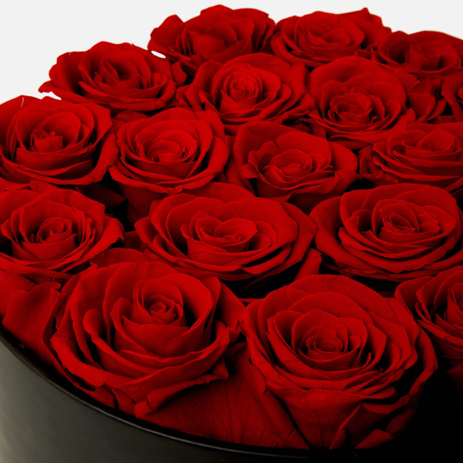 red eternal roses