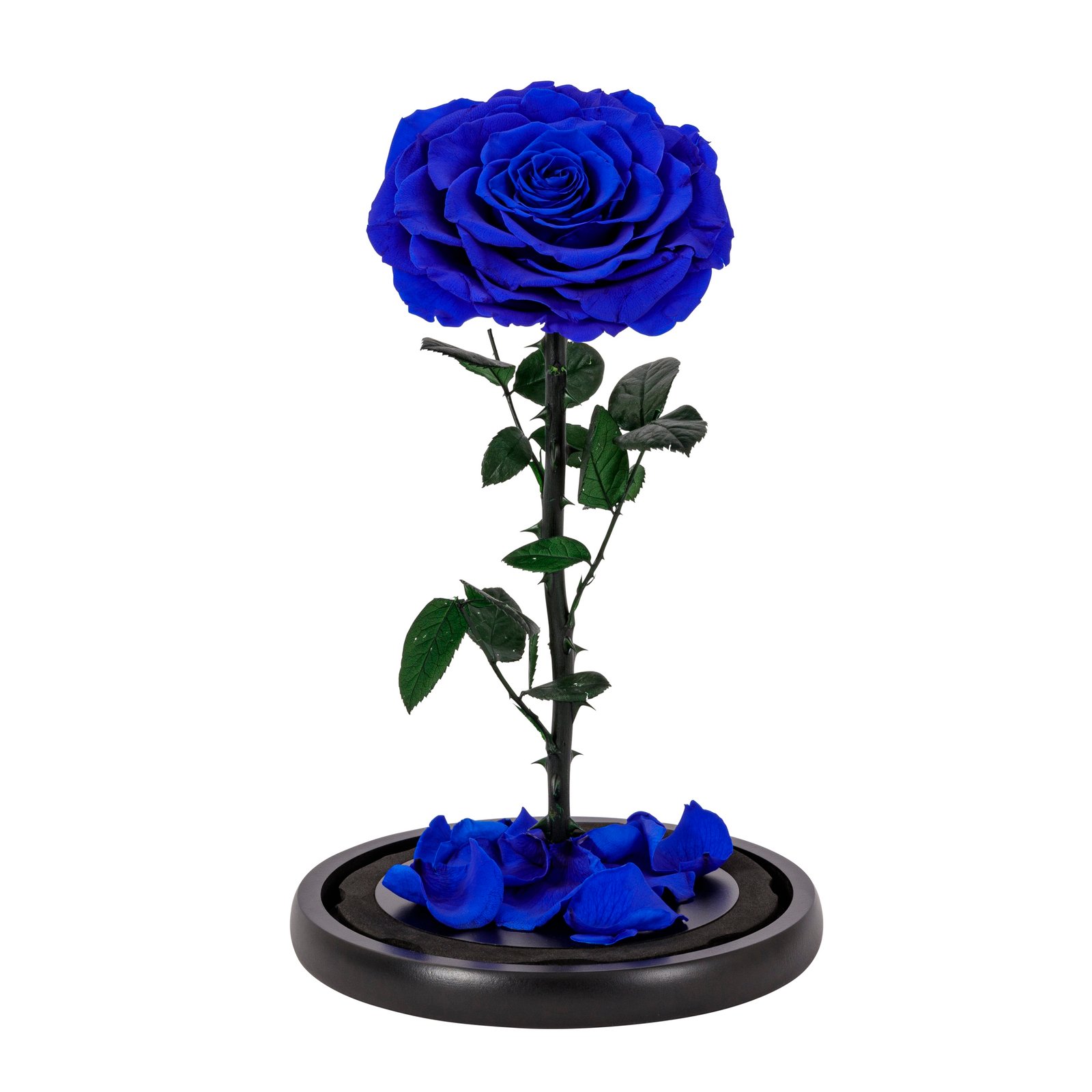 forever rose in dome blue