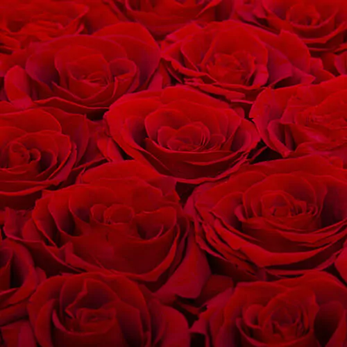 Luxury Flower Box