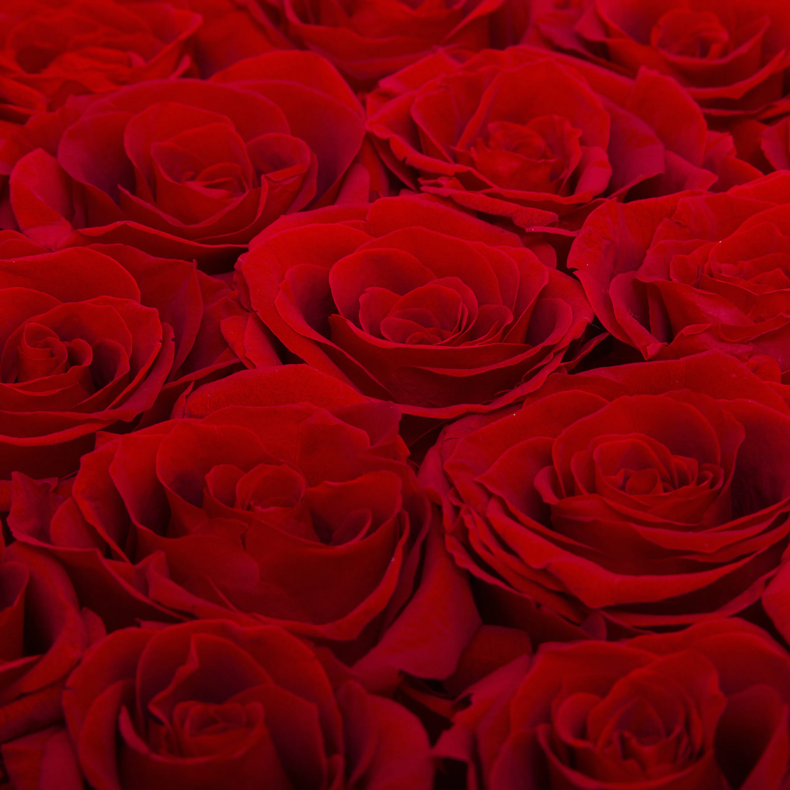 Luxury Flower Box