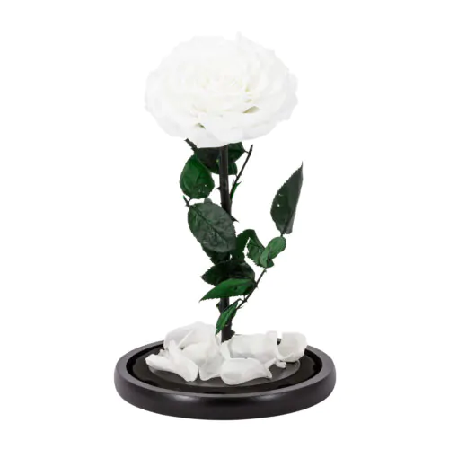 eternal rose dome white
