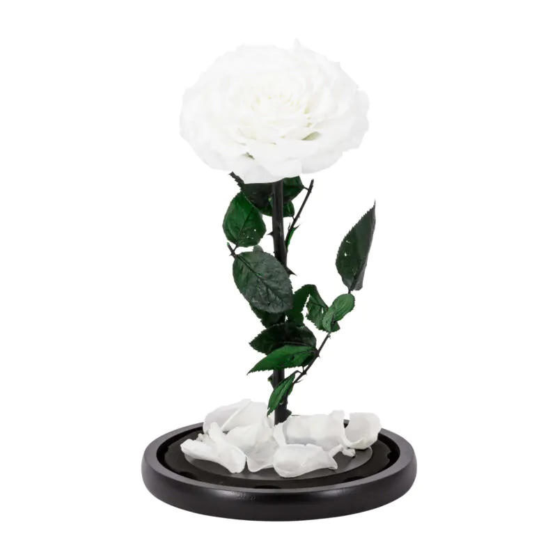 eternal rose dome white