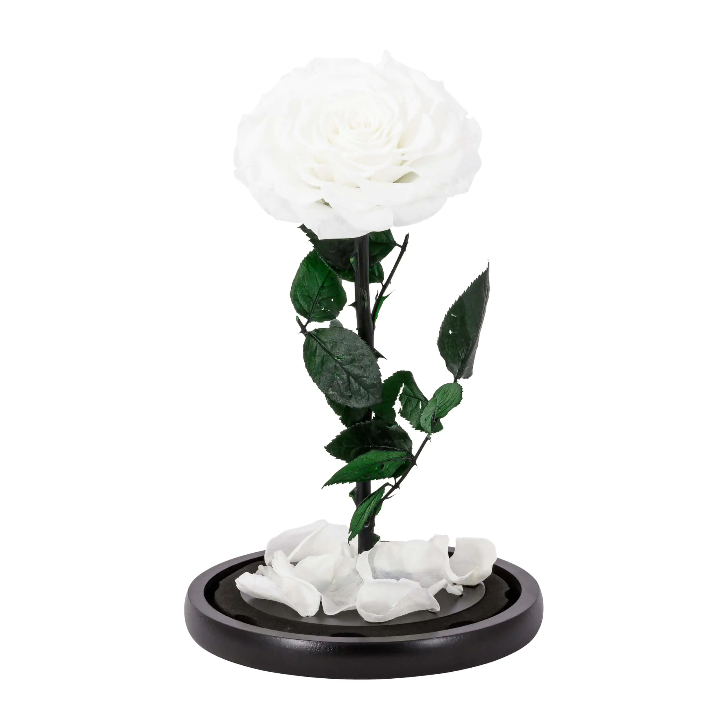 eternal rose dome white