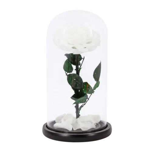 eternal rose dome white