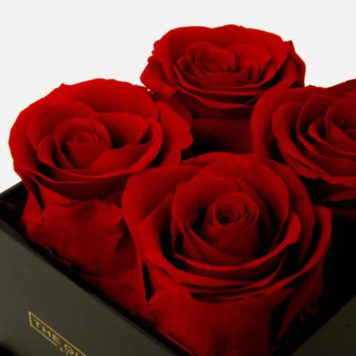 red forever roses