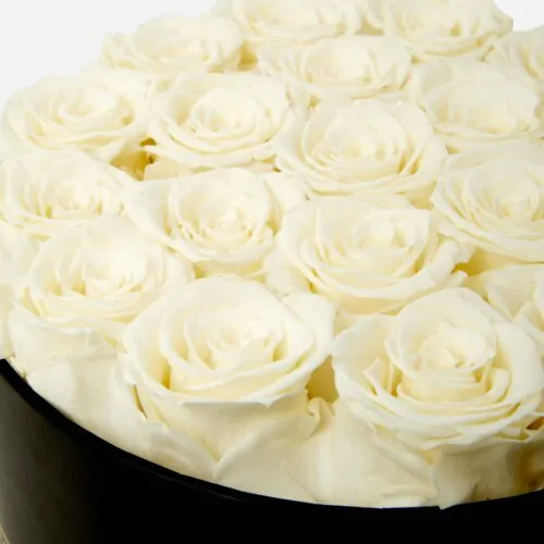 white eternity roses